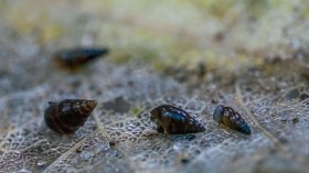 Tiny NZ Mudsnails Infest Tonto Creek in Arizona, Officials Close Area for Biosecurity Protocols