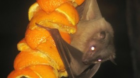 Egyptian fruit bat