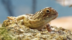 Critically Endangered Victoria Grassland Earless Dragon First Sighting in 50 Years Ends Extinction Worries in Australia