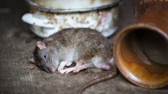 New Zealand Rat Extermination Plan