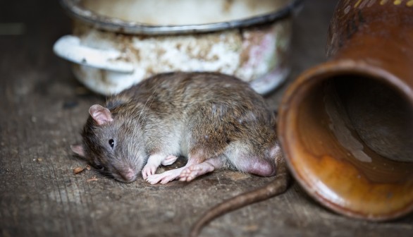 New Zealand Rat Extermination Plan