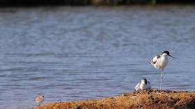 Protected Birds Avocets Successfully Hatch in Seaton Wetlands While Officials Maintain Water Levels — UK