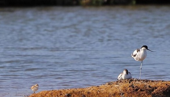 Protected Birds Avocets Successfully Hatch in Seaton Wetlands While Officials Maintain Water Levels — UK