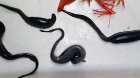 Parasitic Snubnosed Eels Found Inside Mako Shark Heart [See Photo]