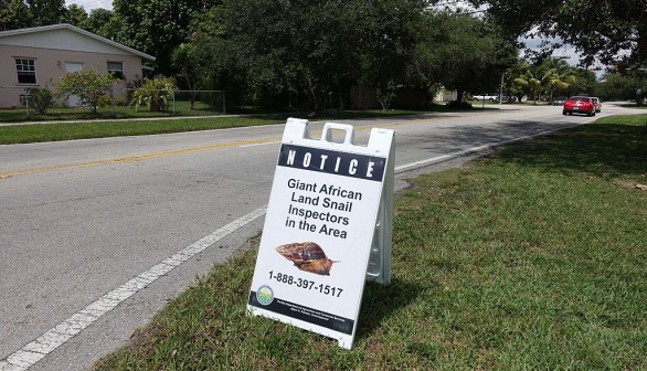 Invasive Giant African Land Snail Sightings Reported in Florida Again, Counties Under Quarantine