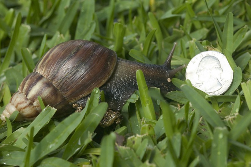 Invasive Giant African Land Snail Sightings Reported in Florida Again, Counties Under Quarantine