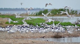 200 Sandwich Terns, Black-Headed Seagulls Found Dead in Scotland Forest Reserve, Avian Flu Tests Underway