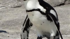 African penguin