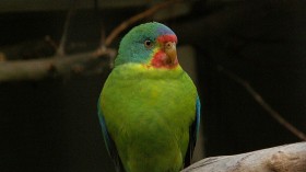 Critically Endangered Birds Swift Parrots Lose Habitat as Tasmania Logs Native Gum Trees