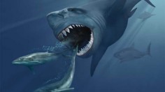 Megalodon 