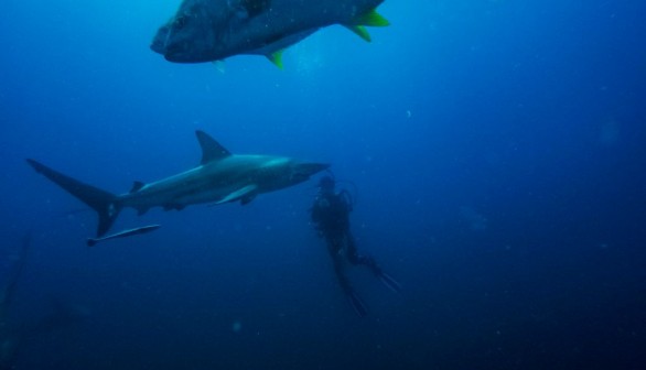 Oceanic Blacktip sharks and Tiger Sharks