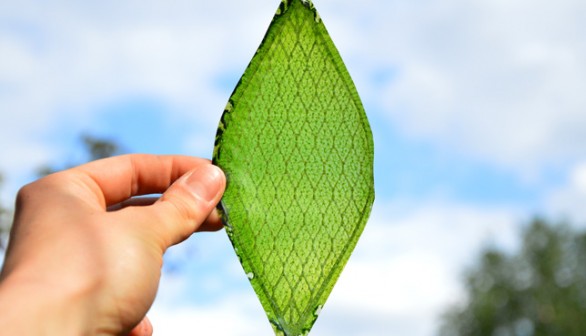 Silk Leaf