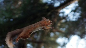 Flying squirrel