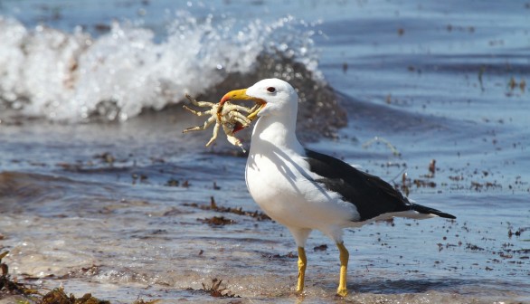 Albatross