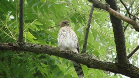 Fledging Juvenile Hawks Found on Arizona Grounds Scare Locals