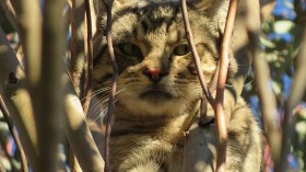 Australia Takes Out Feral Cats via Solar-Powered Lasers Rigged with Toxic Gel