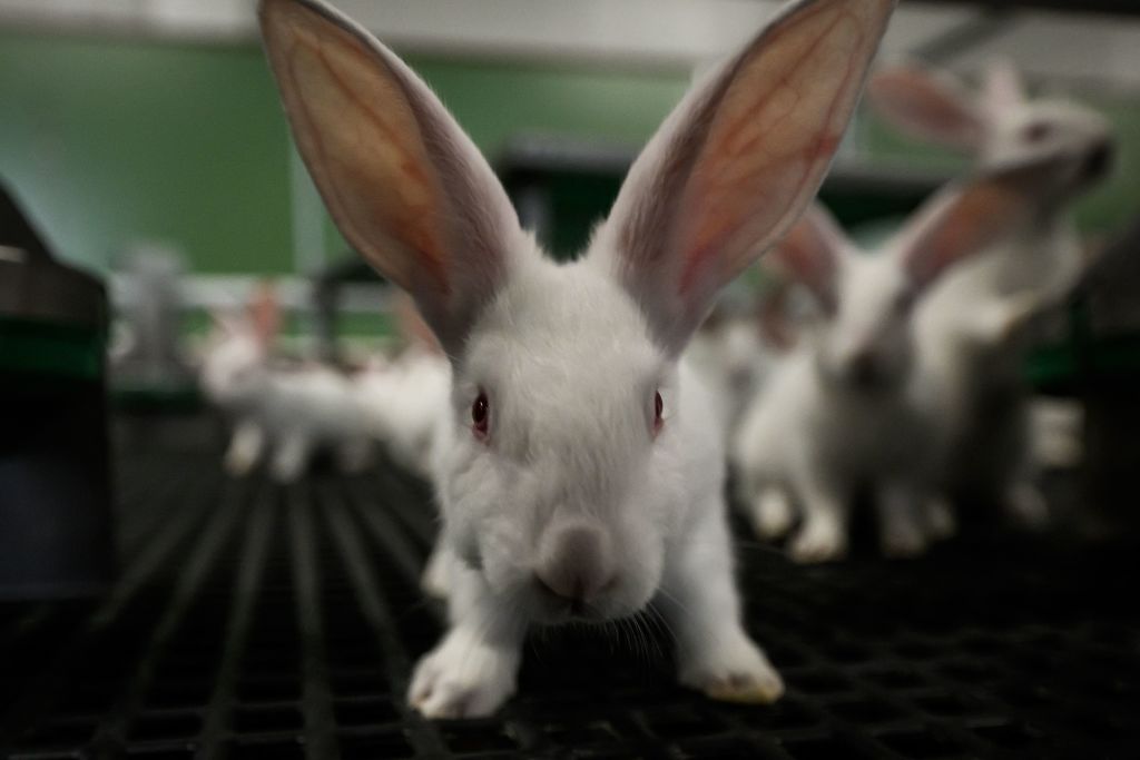 Animal Testing: Canada Finally Bans Cosmetic Testing on Animals ...