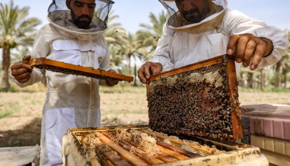 IRAQ-AGRICULTURE-APICULTURE-CLIMATE