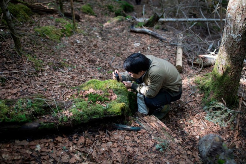 Moss Absorbs 7 Billion Tons of Carbon Dioxide, Boosts Recovery of Degraded Soil —Study