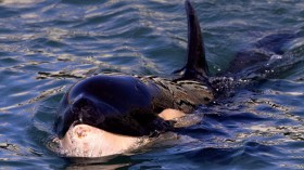 Orcas Observed with 99% Occurrence of Lesions, Scientists Worry Health Implications