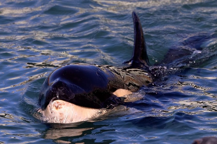 Orcas Observed with 99% Occurrence of Lesions, Scientists Worry Health Implications