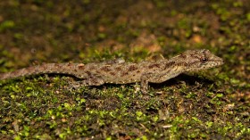 Cat Tien Slender Gecko: Secretive New Species Unexpectedly Discovered in Vietnam National Park