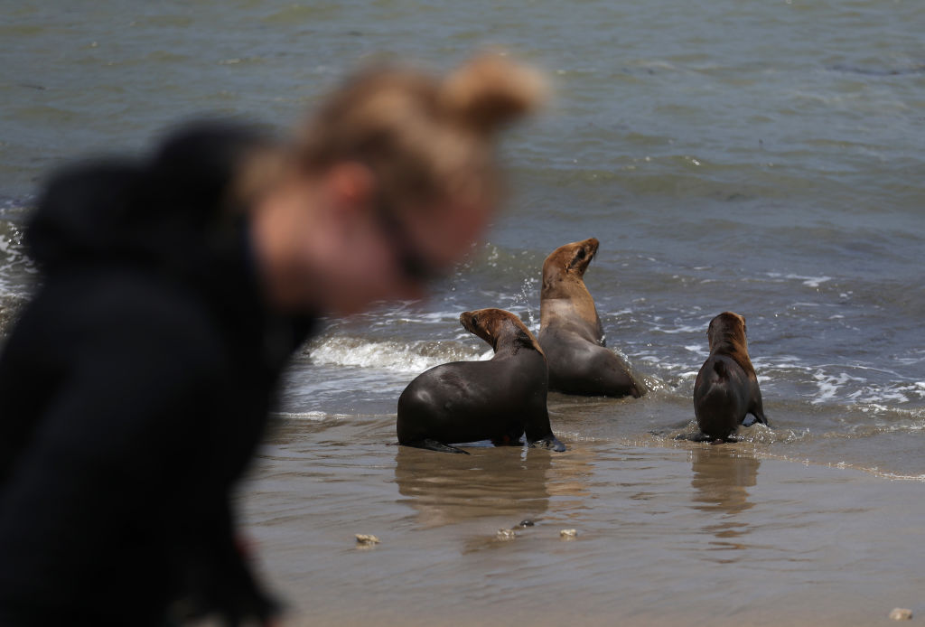 Toxic Algal Bloom Makes Sea Lions Go Aggressive, Attacking Los Angeles