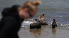 Domoic Acid Poisoning Makes Sick Sea Lions Aggressive, Some Los Angeles Beachgoers Bitten