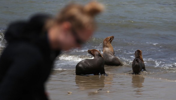 Domoic Acid Poisoning Makes Sick Sea Lions Aggressive, Some Los Angeles Beachgoers Bitten
