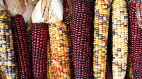 10 Rainbow Corn Quick Facts for the Home Gardener