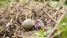 1000 Endangered Seagull Chicks Die Mysteriously in Israel Nesting Area, Testing Underway