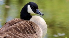 Celebrity Goose