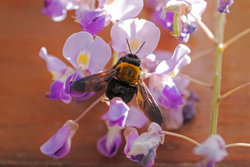 JAPAN-WEATHER-BEE