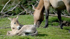Rare Male Przewalski Foal Born in California Zoo Following Cloned Colt