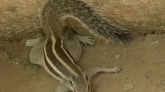 Splooting Behavior in Animals Signals Extreme Heat Made Worse by Climate Change