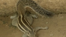 Splooting Behavior in Animals Signals Extreme Heat Made Worse by Climate Change