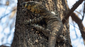 The Survivors: Saving Australian Wildlife Following Fires And Drought