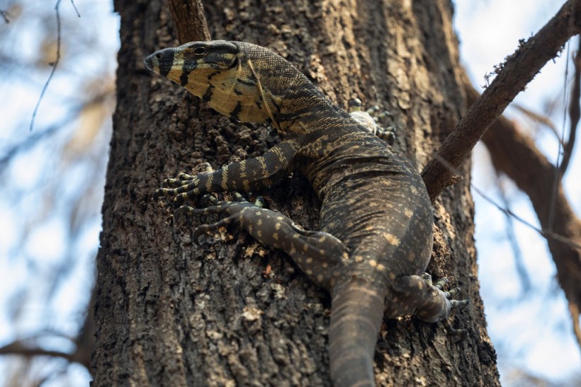 The Survivors: Saving Australian Wildlife Following Fires And Drought