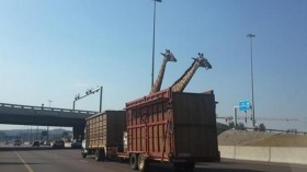 giraffes being transported in South Africa