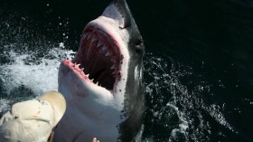 great white shark 