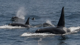 Orcas Don't Attack Boats for Fun: What We Know About the Recent Incidents