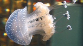 Invasive Australian Spotted Jellyfish Sighting on  Texas Beach Might Mean Less Food for Native Marine Life