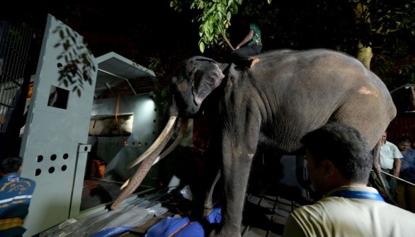 Elephant Muthu Raja Airlifted Back to Thailand Following Mistreatment Issues in Sri Lanka