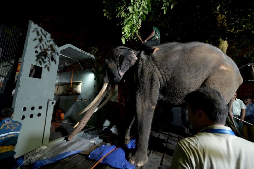 Elephant Muthu Raja Airlifted Back to Thailand Following Mistreatment Issues in Sri Lanka