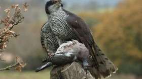 Rare Bird of Prey Goshawk Species Bounce Back Thriving From Supposed Extinction