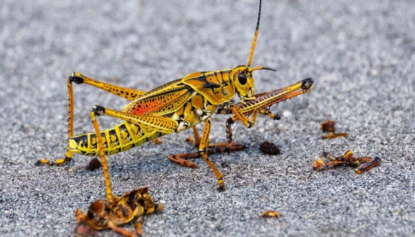  Grasshopper