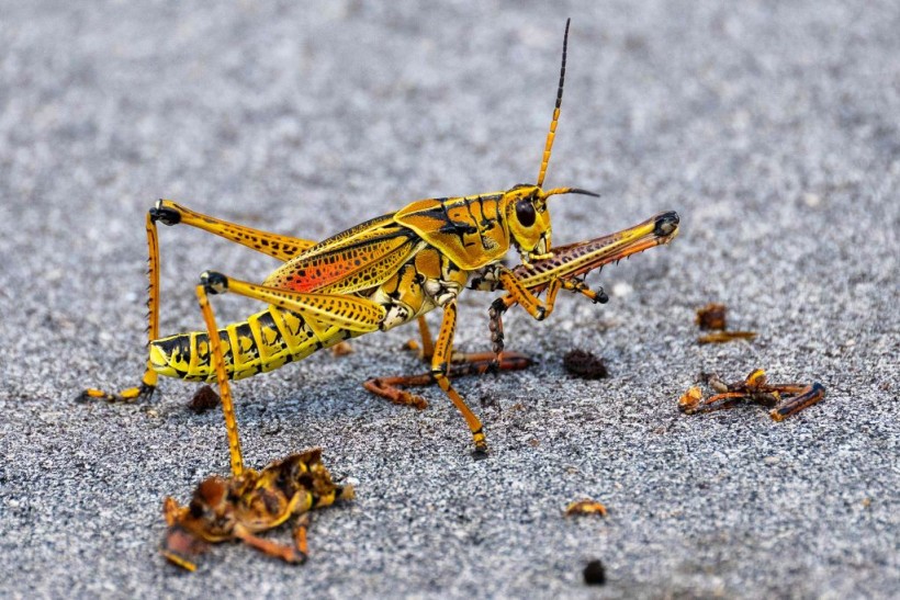  Grasshopper