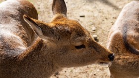 Zombie Deer with Chronic Wasting Disease Seen Acting Abnormally in Oklahoma