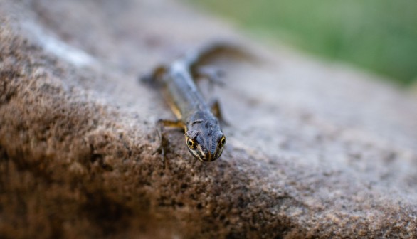 Salamander in Close Up Photography