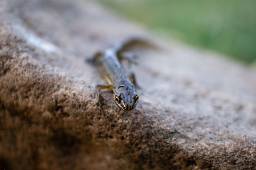 Salamander in Close Up Photography